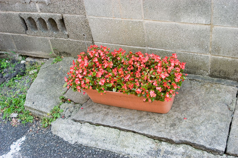 Ad Hoc Gardens of Japan